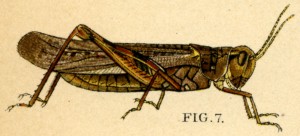 Rocky Mountain Locust